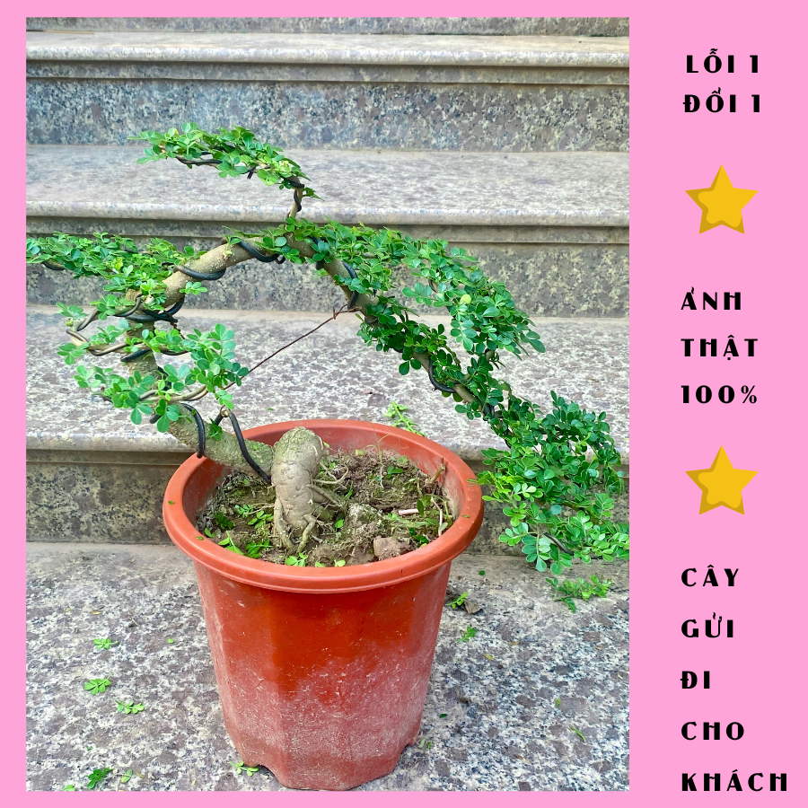Cây cần thăng - cây cảnh bonsai mini - cây cảnh mini - cây cảnh để bàn + tặng phân npk bón cho cây mau lớn - vuonhoahp