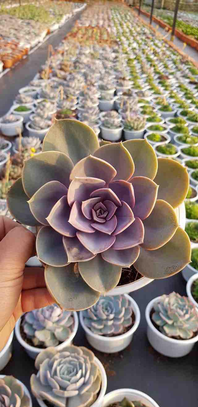 [HCM]SEN ĐÁ HỒNG DÂU