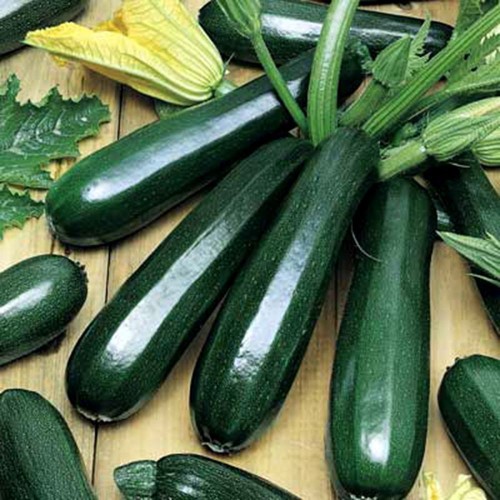 15 hạt giống bí ngồi xanh