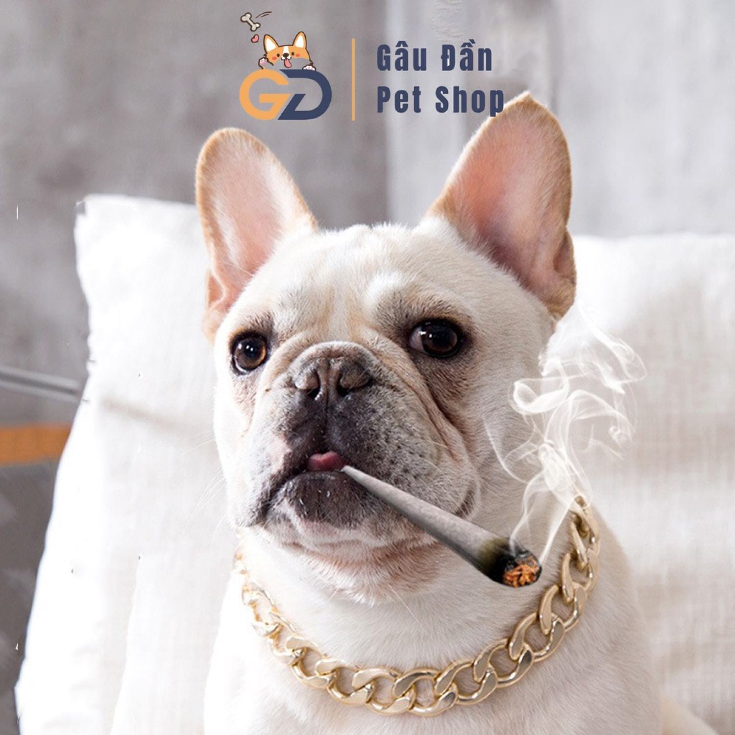Dây chuyền cho chó mèo ,dây chuyền mạ vàng cho thú cưng