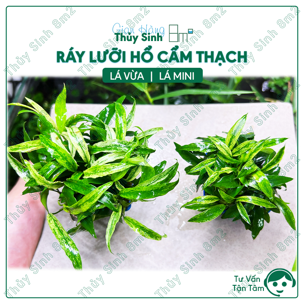 Cây ráy lưỡi hổ cẩm thạch | cây thủy sinh không co2, giá thể, tiền cảnh | 8m2