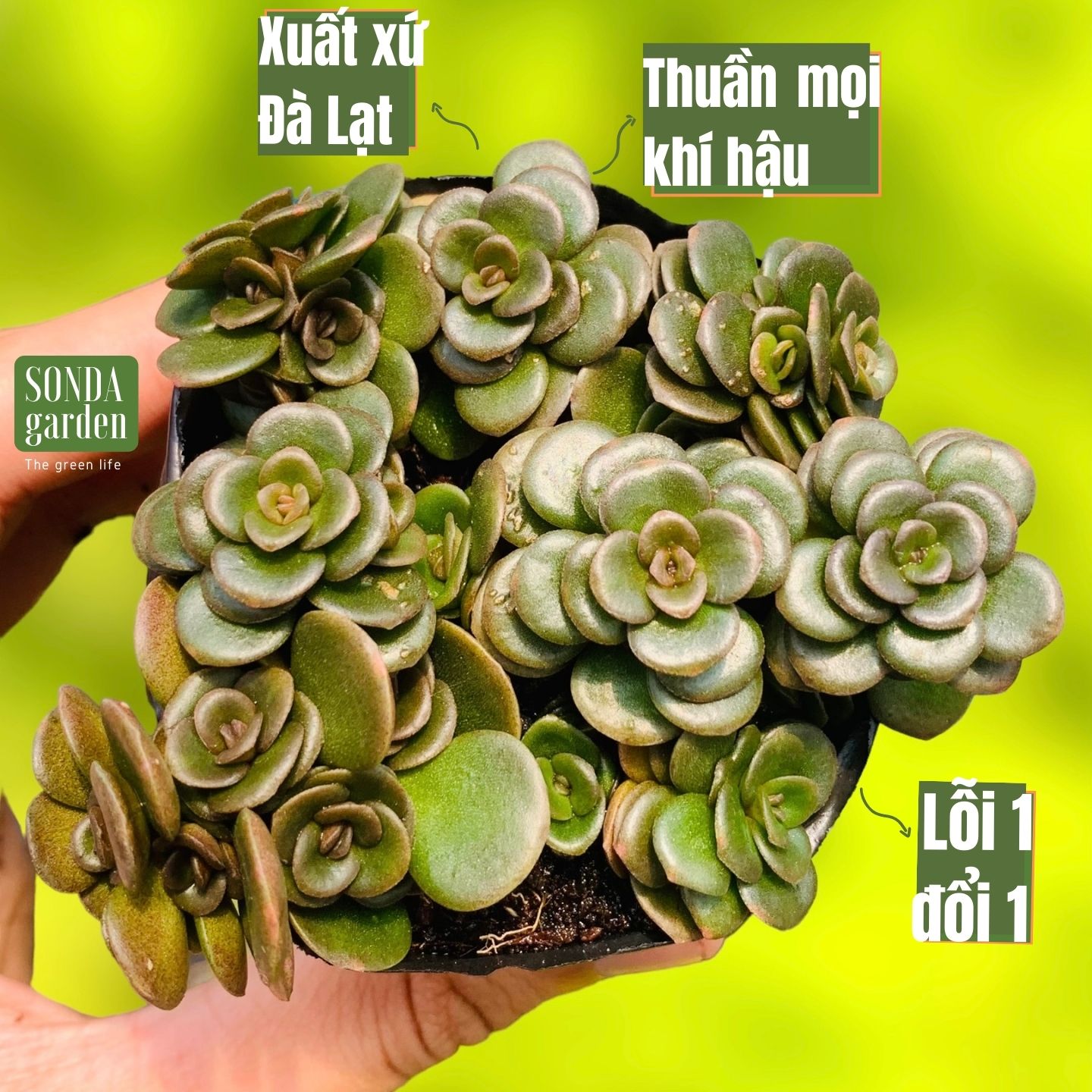 Sen đá sedum vảy cá chép siêu khỏe đẹp lỗi 1 đổi 1