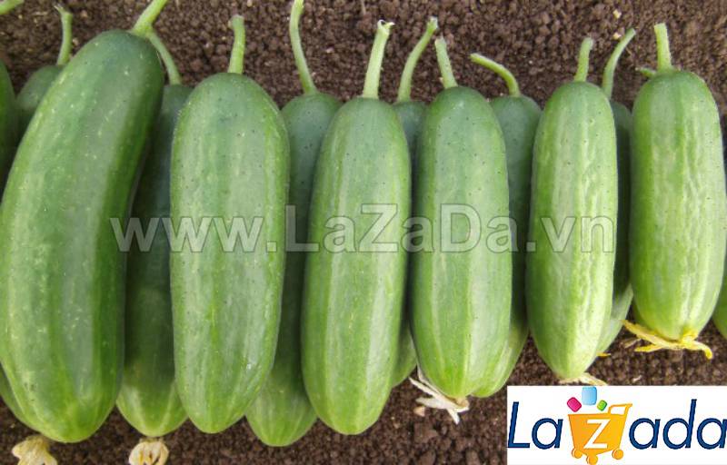 10h Hạt Giống Dưa Chuột Chùm 5 Quả F1 TG42 (A2.204| C5*X52*M400)