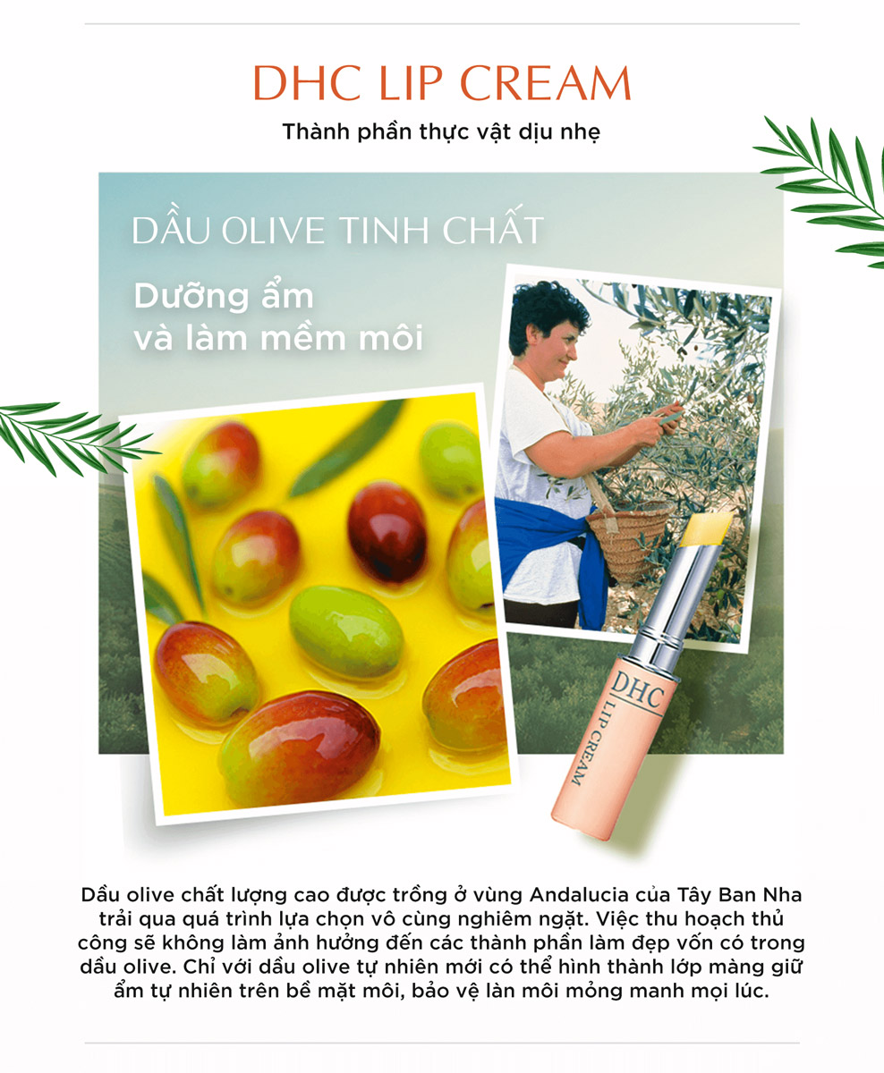 Son Dưỡng DHC Lip Cream chiết xuất từ Olive đậm đặc sẽ giúp dưỡng ẩm và khoá ẩm cho đôi môi lên đến 8 giờ.