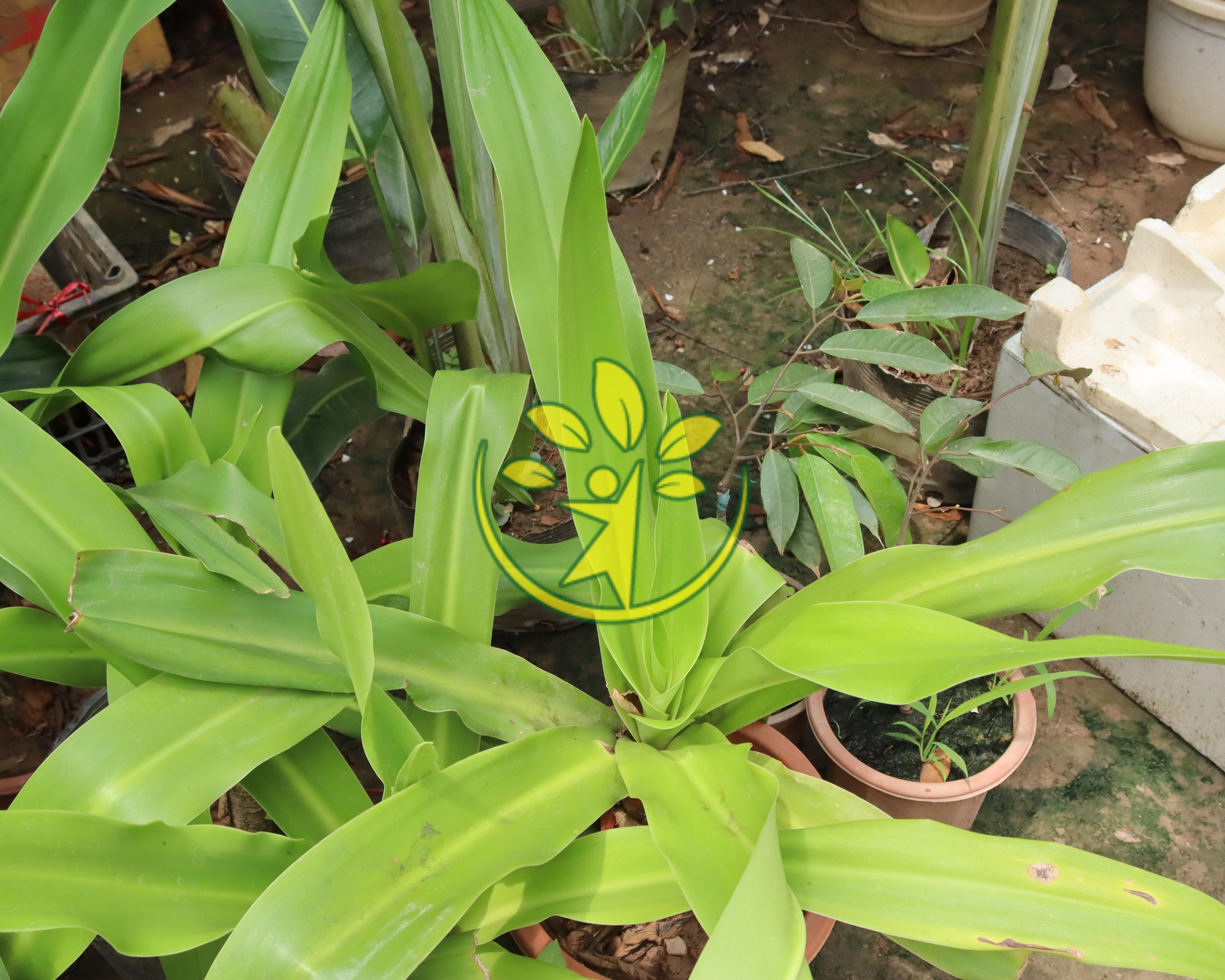 Set 1 túi 4 lá náng tươi nhiều công dụng