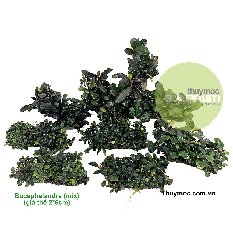 Thanh Bucep Mix | Lá trung | Hàng cạn | Cây thủy sinh tuyệt đẹp- Thuỷ Mộc
