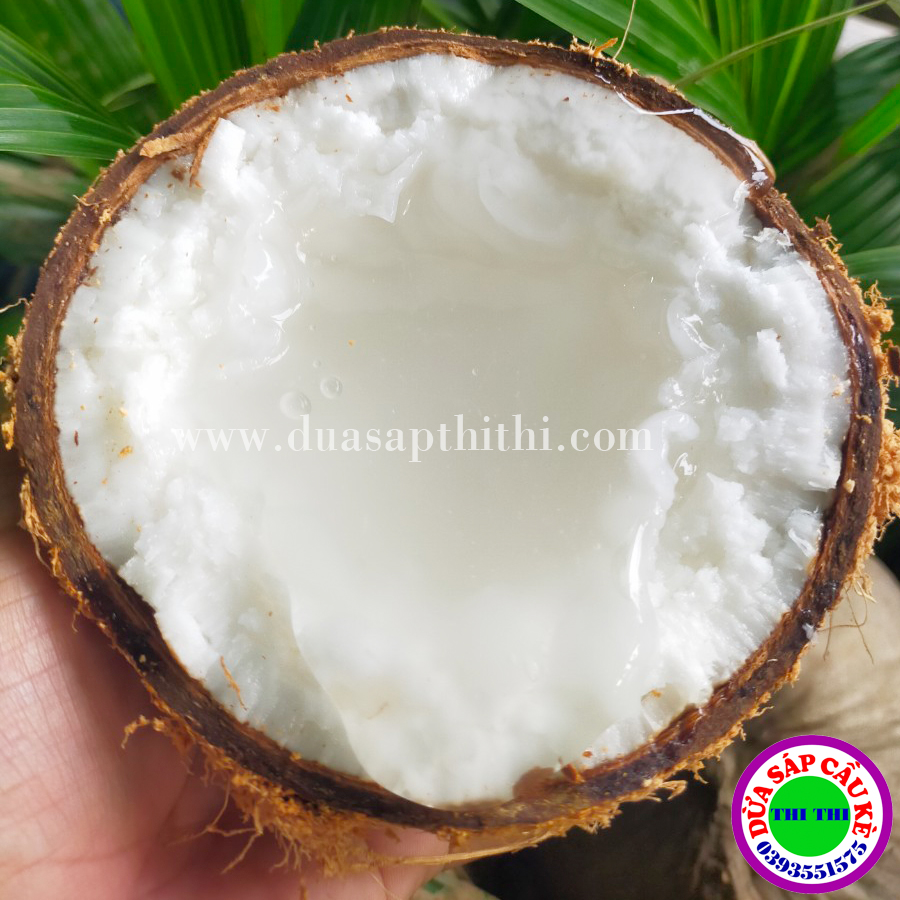 DỪA SÁP LOẠI 1 TRÁI ĐẶC BIỆT