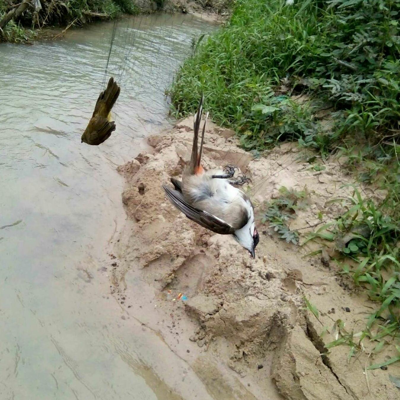 lưới bẫy chim chào mào cao 7m dài 30m.5 viền 4 túi