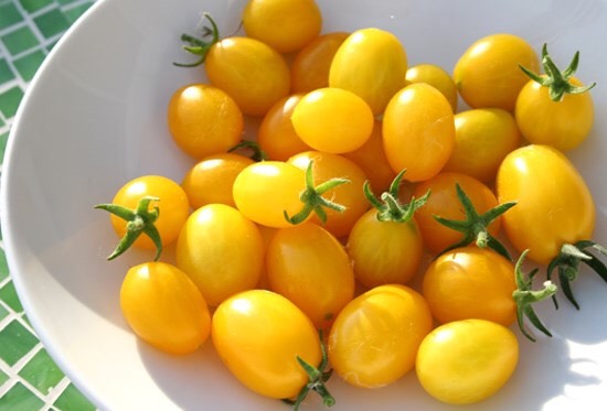 Hạt giống Cà chua Cherry vàng lai F1 gói 0.1gr