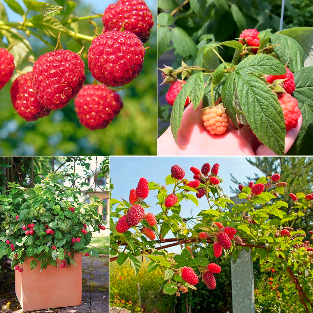 Hạt giống quả Mâm Xôi đỏ (Phúc Bồn Tử) 30 hạt/gói (  phúc bồn tử đỏ )