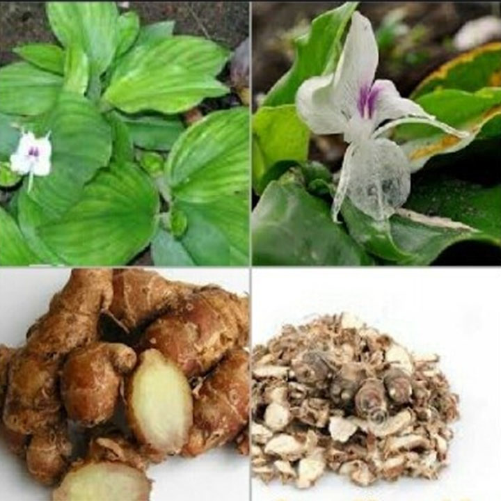 Cây địa liền 1kg