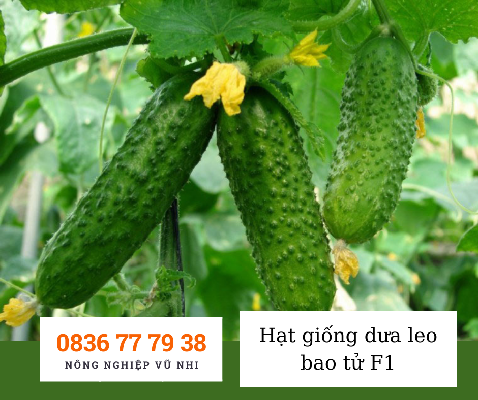 Hạt giống dưa leo bao tử F1 - hatgiong24h