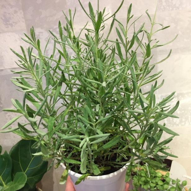 Cây Lavender - Oải hương nồng nàn