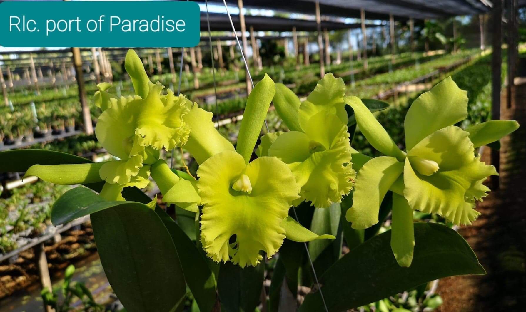 Hoa lan catt port of paradise