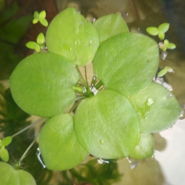 5 Cây Bèo Nhật Trưởng Thành > Bèo Nhật > Cây Thủy Sinh Sống Trên Mặt Nước > Phụ Kiện Trang Trí Hồ Cá Cảnh > Mộc Nhân Farm