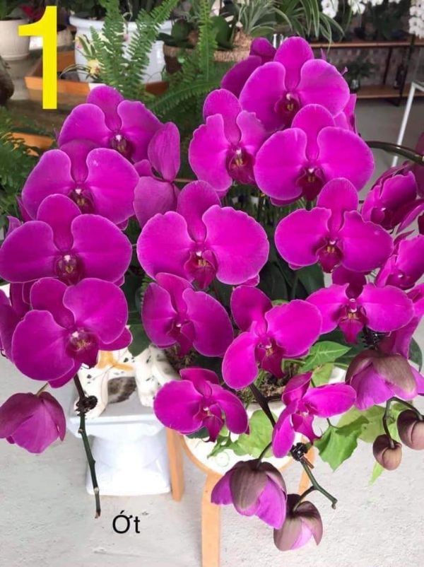 Lan hồ điệp đại đang có ngồng hoa