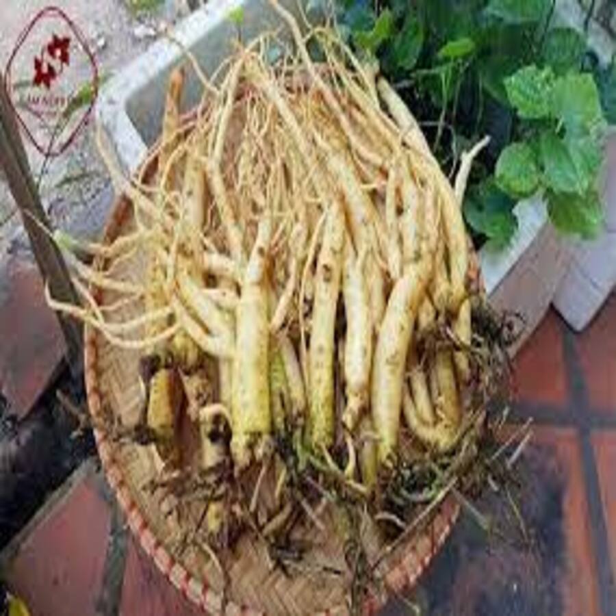 Sâm dây ngọc linh 01kg lz1