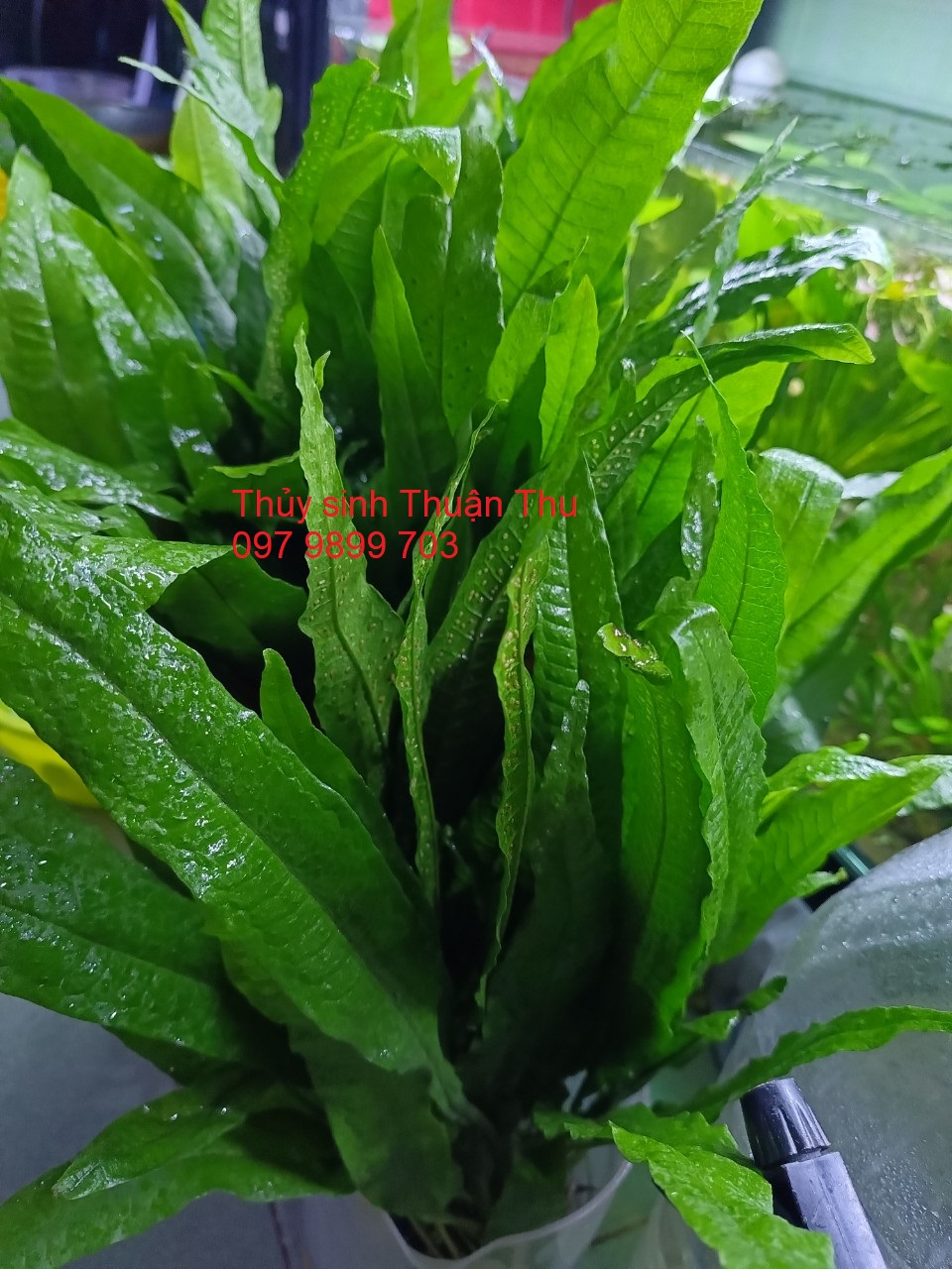 Cây Dương xỉ java thủy sinh / bán cạn loại lớn dài 20-50cm cây thủy sinh hậu cảnh