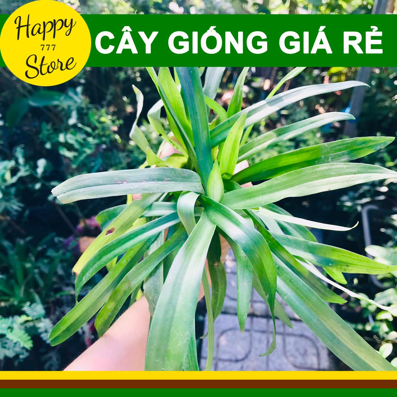 Cây bao tử, cỏ bao tử, linh chi thảo happy_store