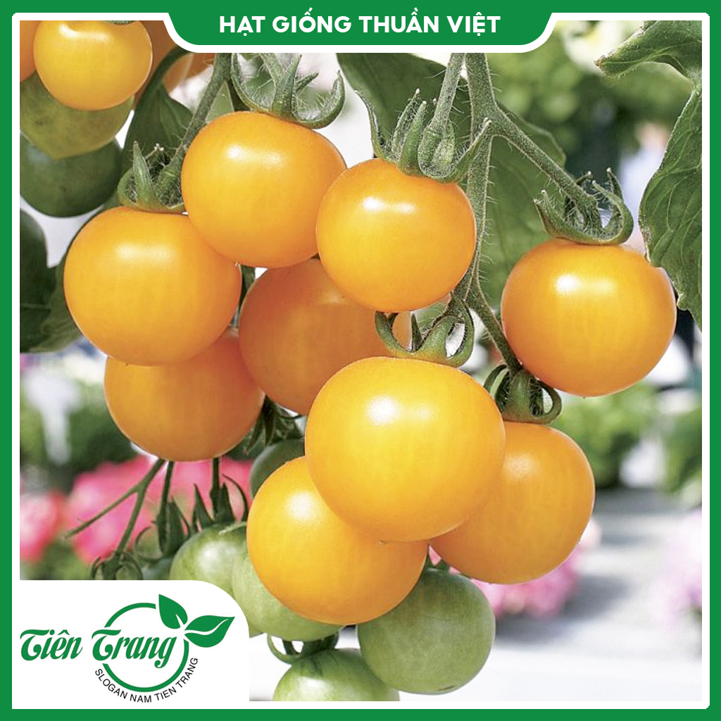 Hạt giống Cà chua Cherry Vàng TN