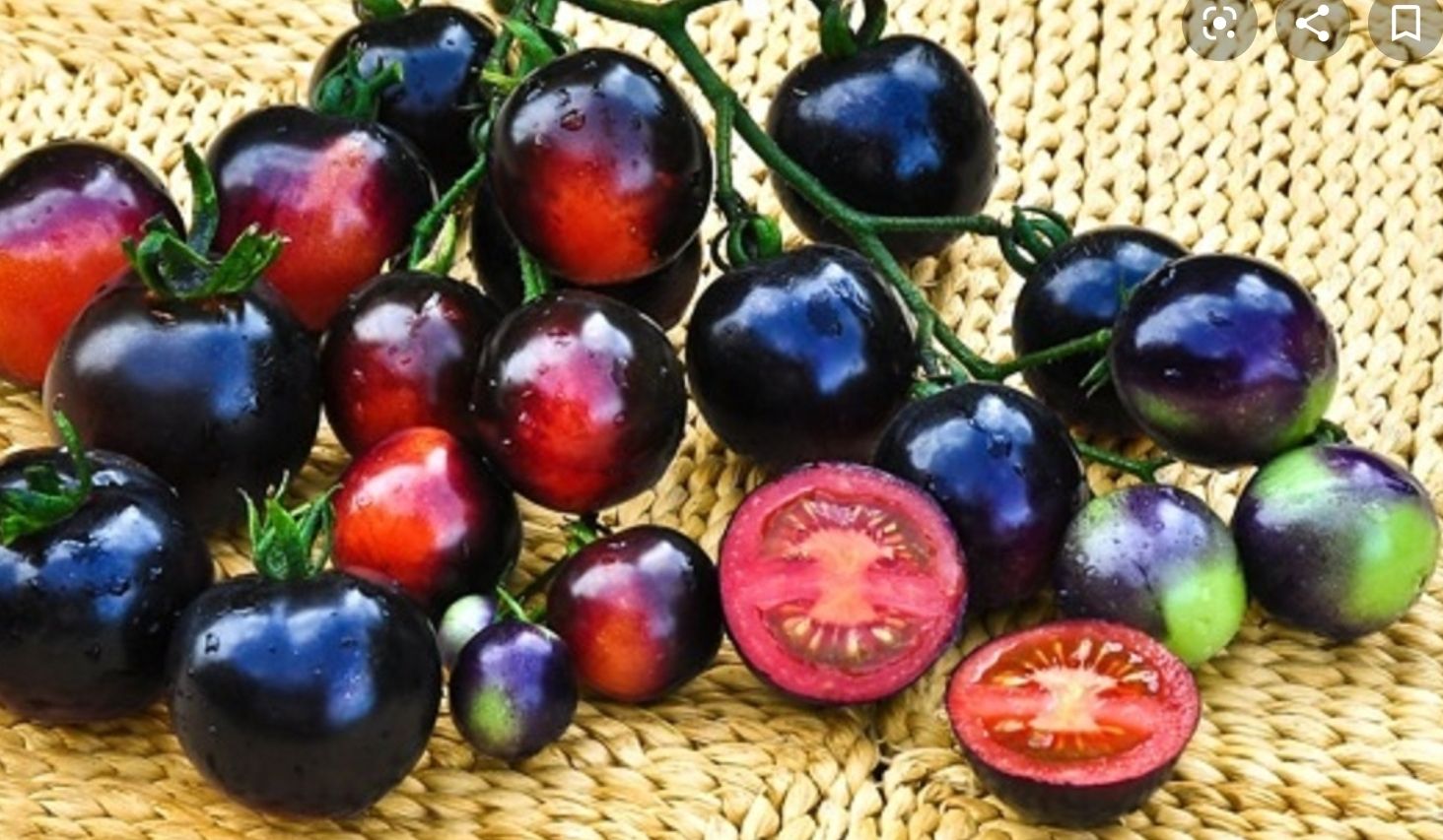 Hạt giống Cà chua đen - Maivangseeds