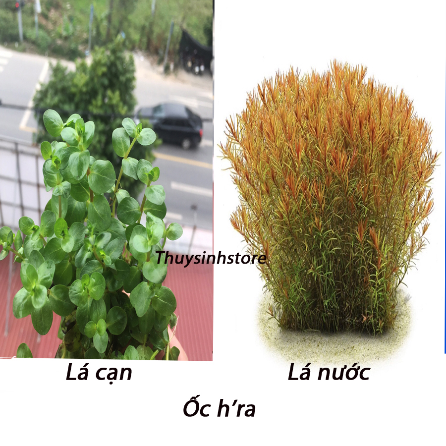 Vảy ốc hra cam 14 ngọn - cây thuỷ sinh