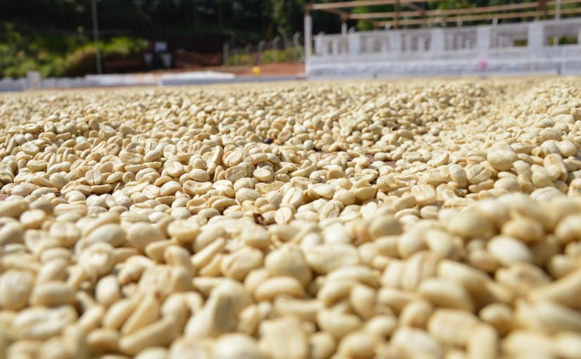 500g CÀ PHÊ NHÂN ARABICA CẦU ĐẤT