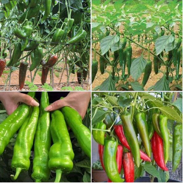 Hạt Giống Ớt Sừng Ngọt F1 - Gói 10 Hạt