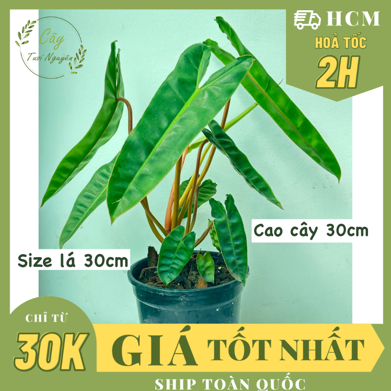 Cây hạc cam philodendron billietiae ,, cây cảnh trong nhà, kiểng lá mini để bàn văn phòng đẹp, giá rẻ, lọc không khí, cây tươi nguyên ctn1548