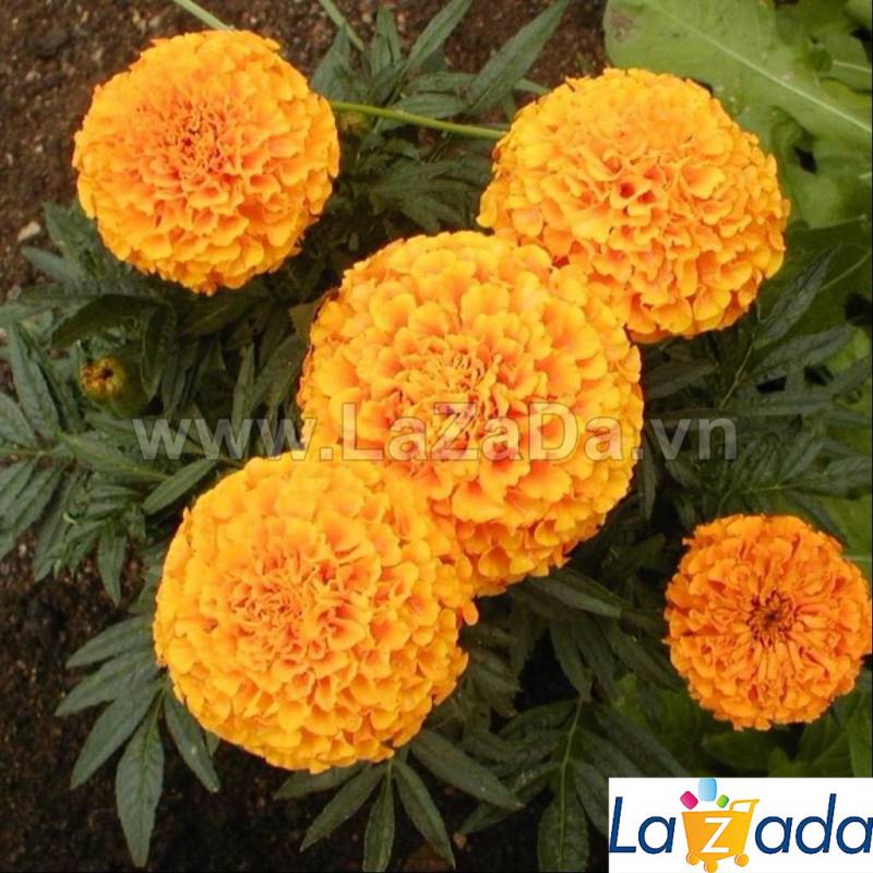 [HCM]500.HẠT Hạt Giống Hoa Cúc Vạn Thọ Mỹ Bông To (| B33*V21)