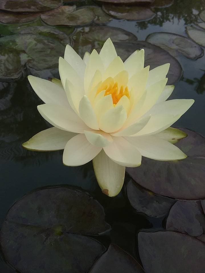 ( Chỉ gưi miền bắc- trung) [RẺ VÔ ĐỊCH]  Củ hoa súng Thái Lan màu vàng trắng