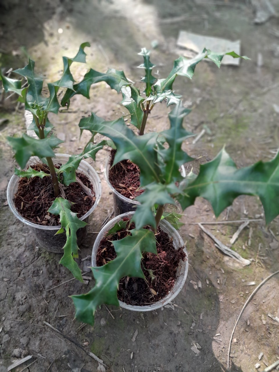 Cây Ô Rô giống, dùng làm dược liệu