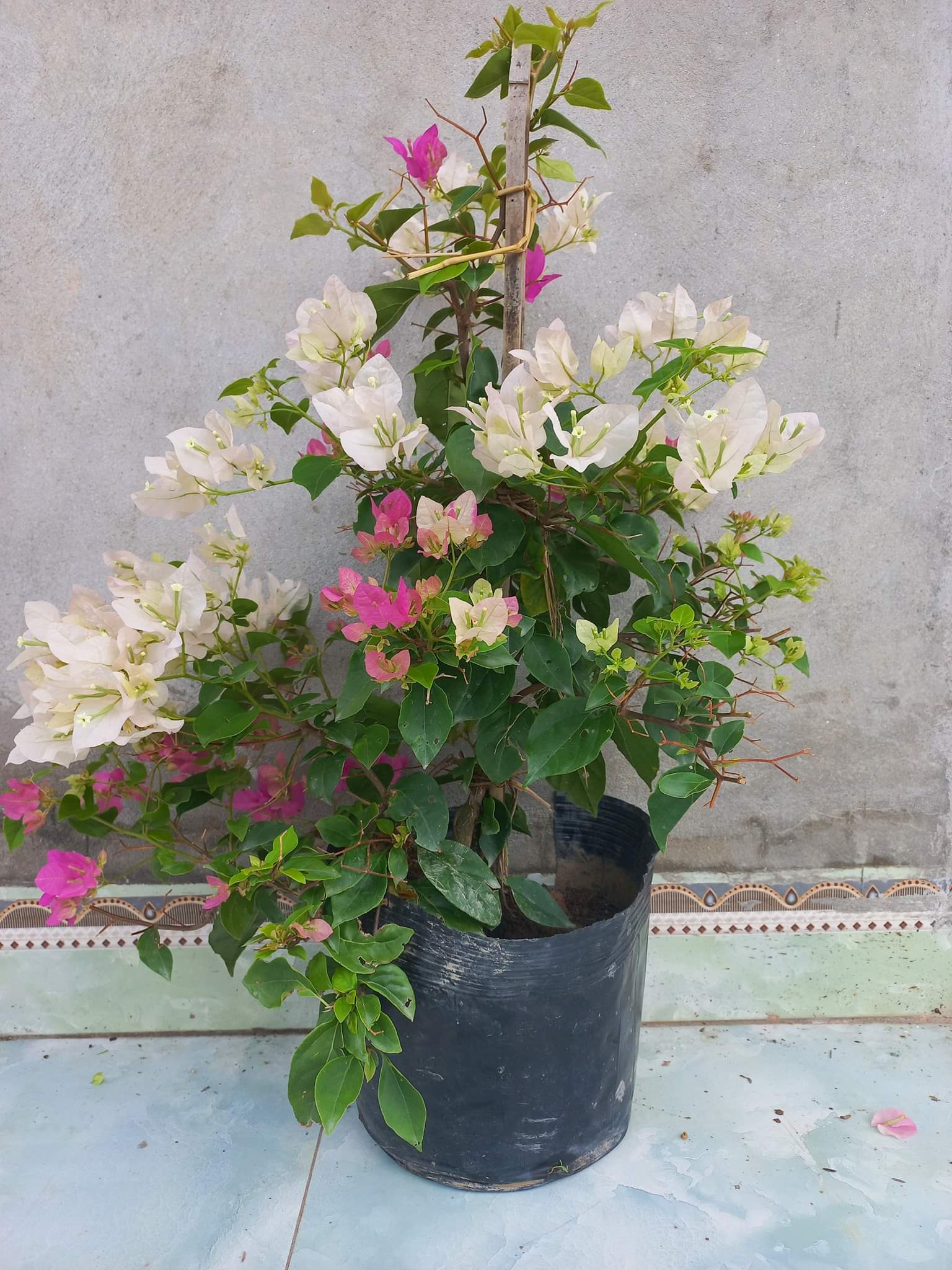 2 CÂY HOA GIẤY SẴN MĂT HOA NHƯ HÌNH ( CÓ 6 MÀU KHÁCH DƯƠC CHON MÀU)