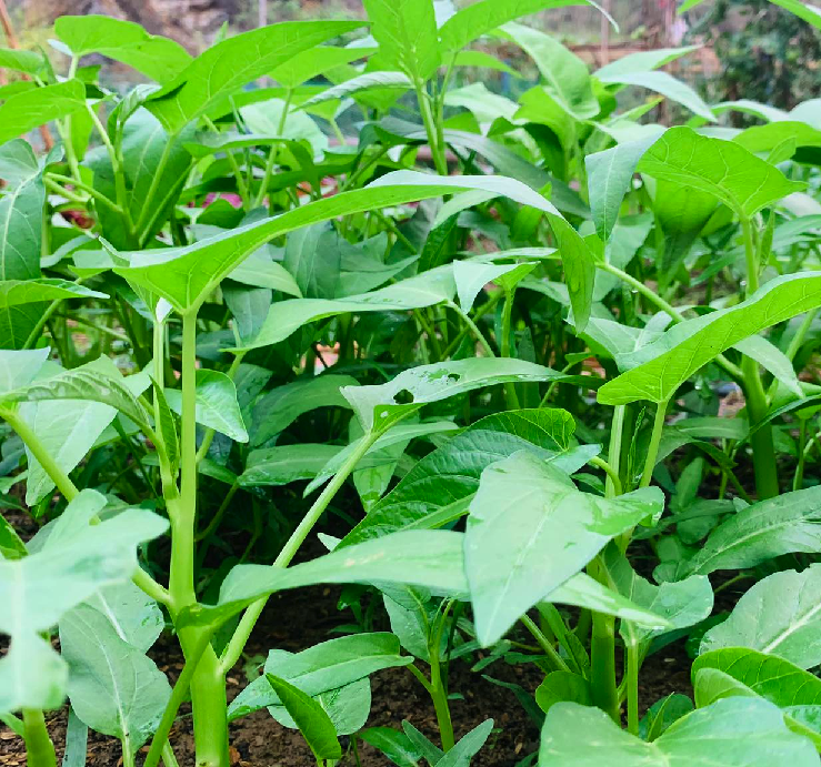 Hạt giống rau muống siêu ngọn Thái