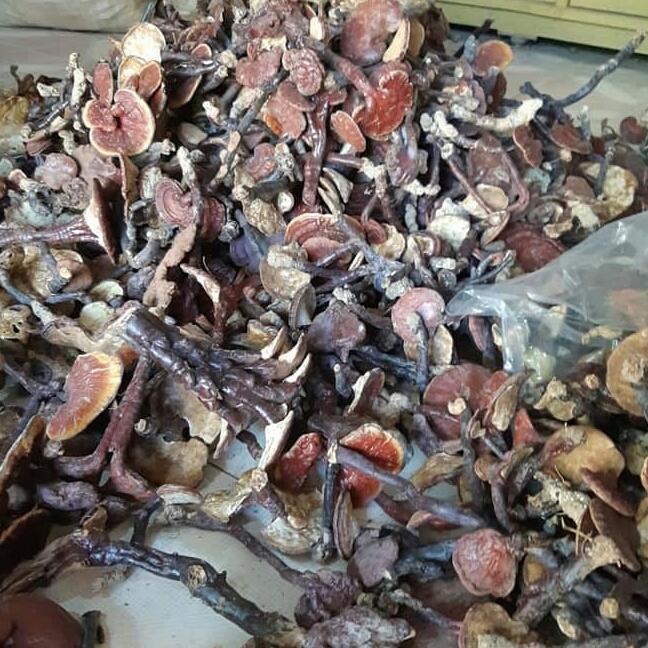 1kg nấm lim xanh