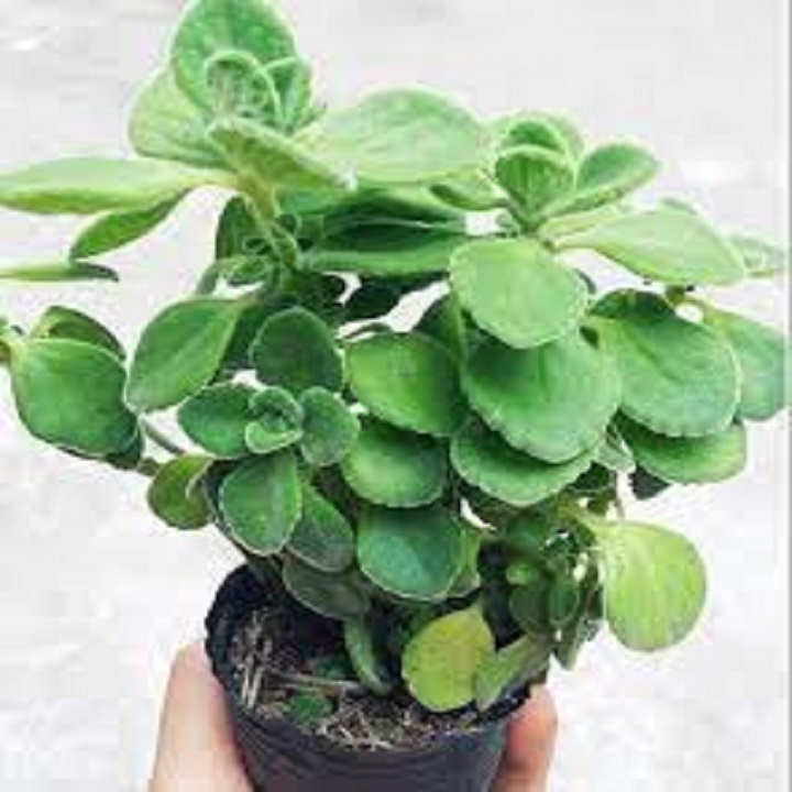 Chậu cây nhất mạt hương, cây sen lá thơm tác dụng xua đuổi muỗi và côn trùng