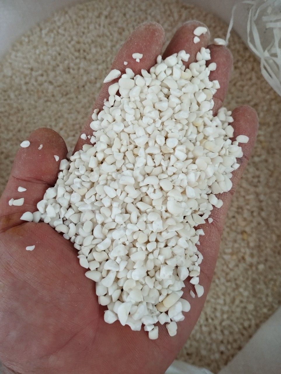1Kg Bắp Nếp Hạt Bể Khô Làm Xôi Bắp , bắp hầm, bắp giã, sữa bắp nếp, chè bắp nếp Thơm Ngon 🌽 Nongsantinphat