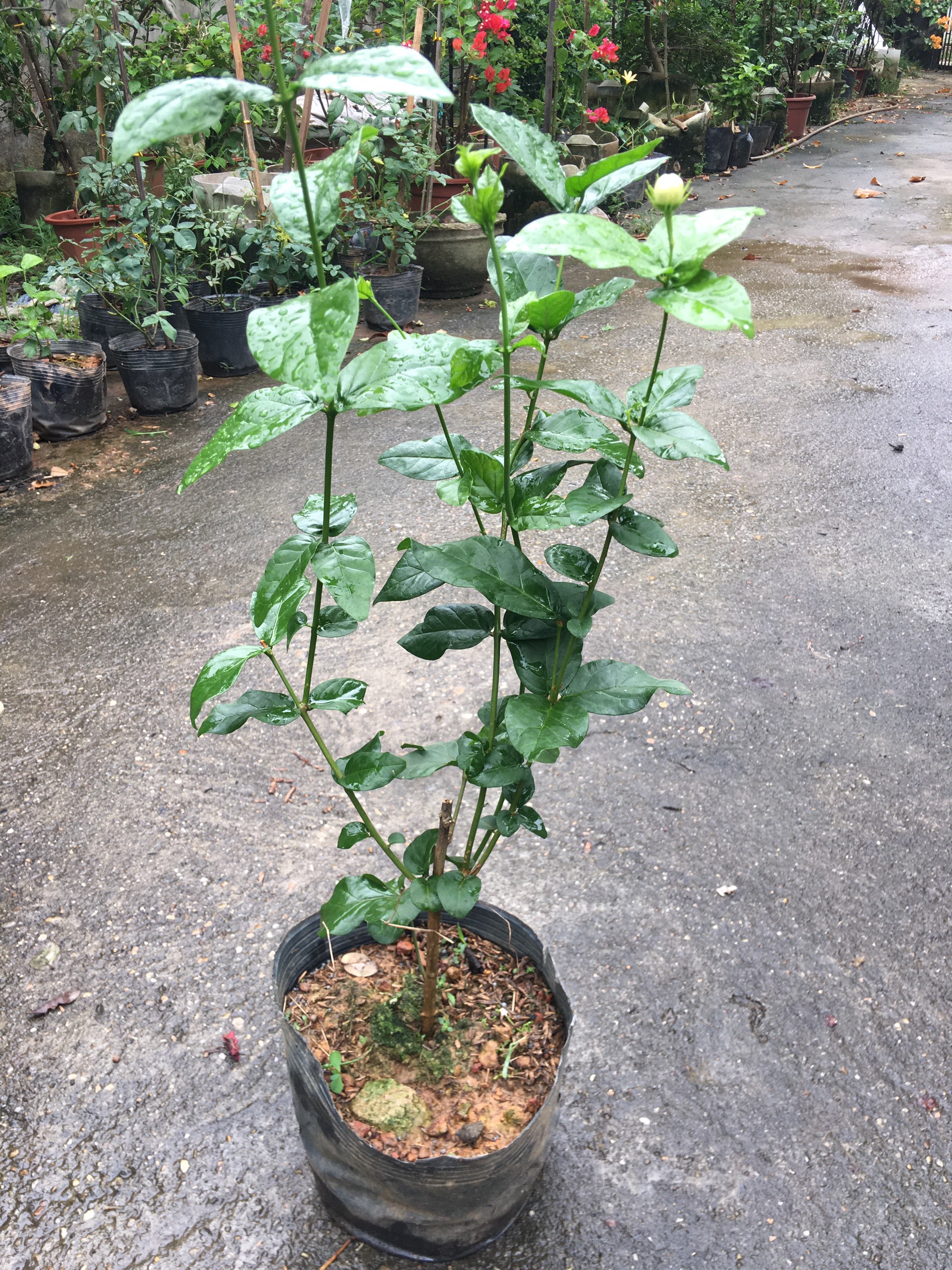 Hoa nhài ta ba lá bông kép, hoa lớn quý hiếm cây cao khoảng 50cm