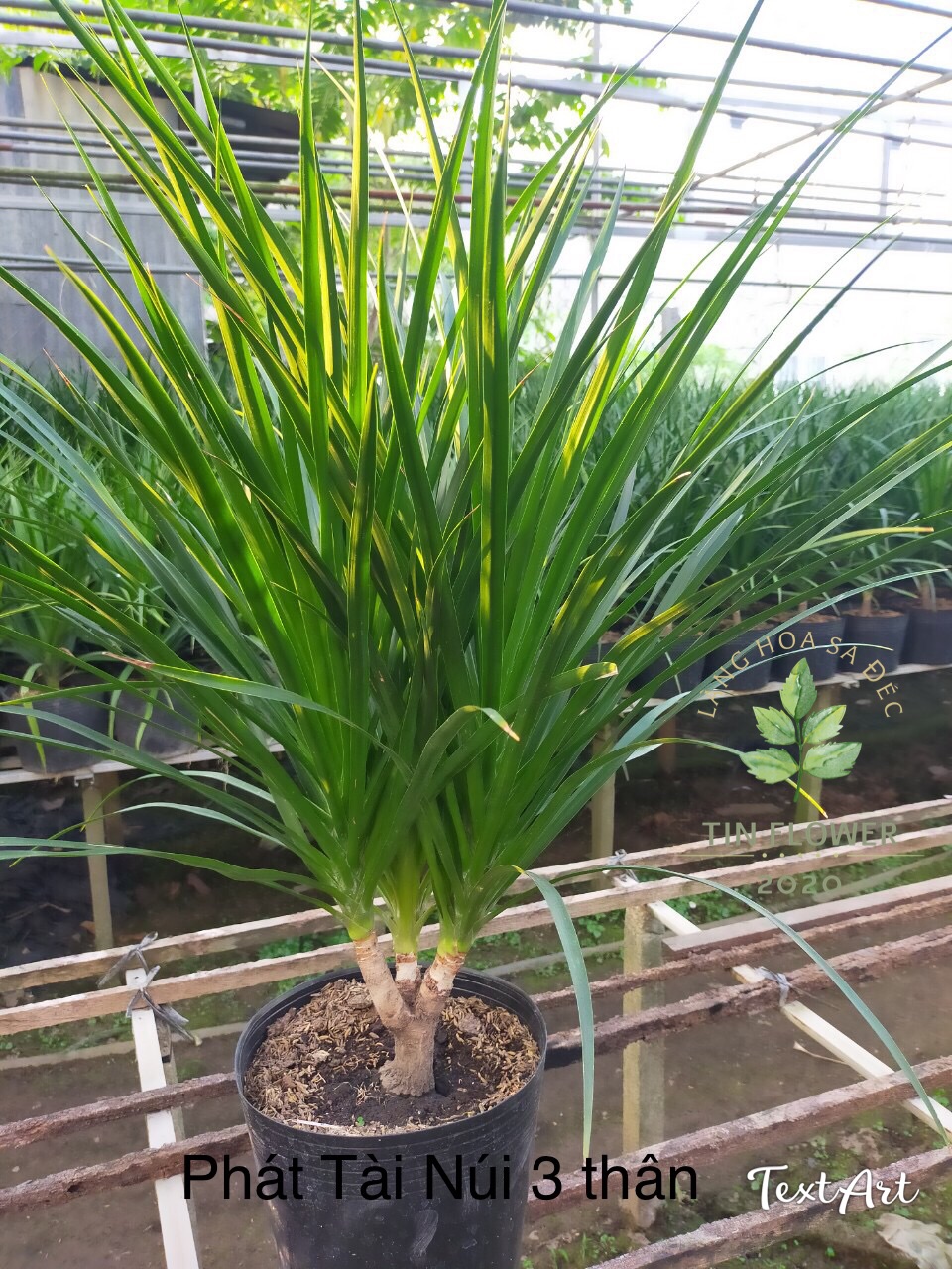 Phát tài núi 2 thân, phong thuỷ và mai mắn, cao 45cm