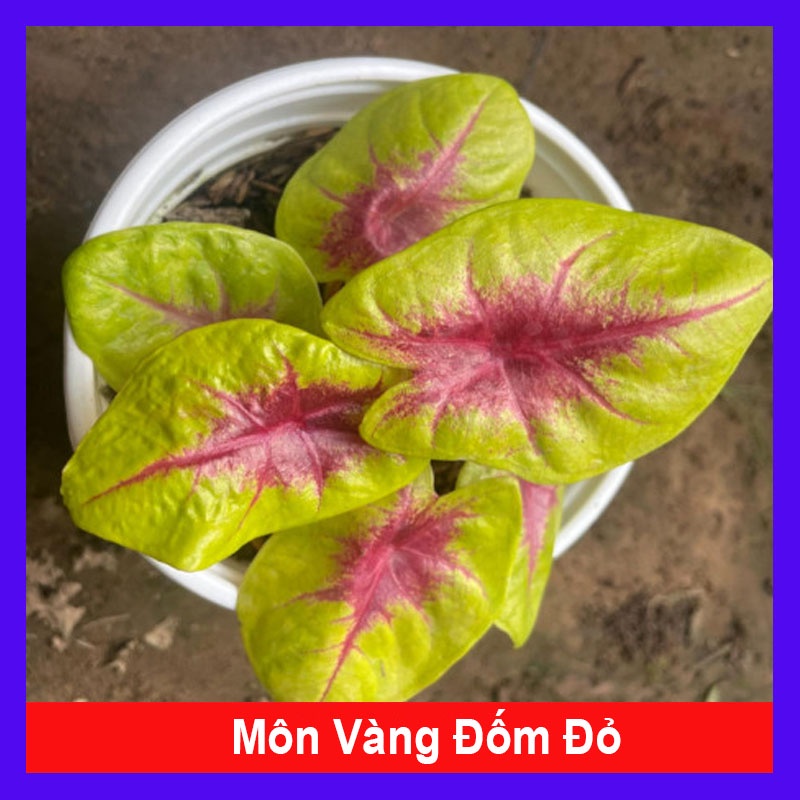 Cây môn vàng đốm đỏ - cây cảnh để bàn - cây cảnh mini - hkpq