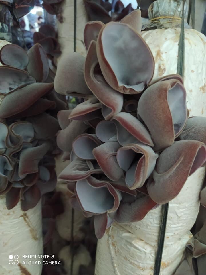 Phôi giống nấm mèo (nấm mộc nhĩ) - (01 kiện 05 bịch nấm)