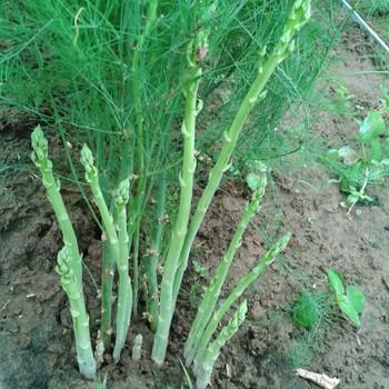 Gói 120 hạt giống măng tây xanh F1