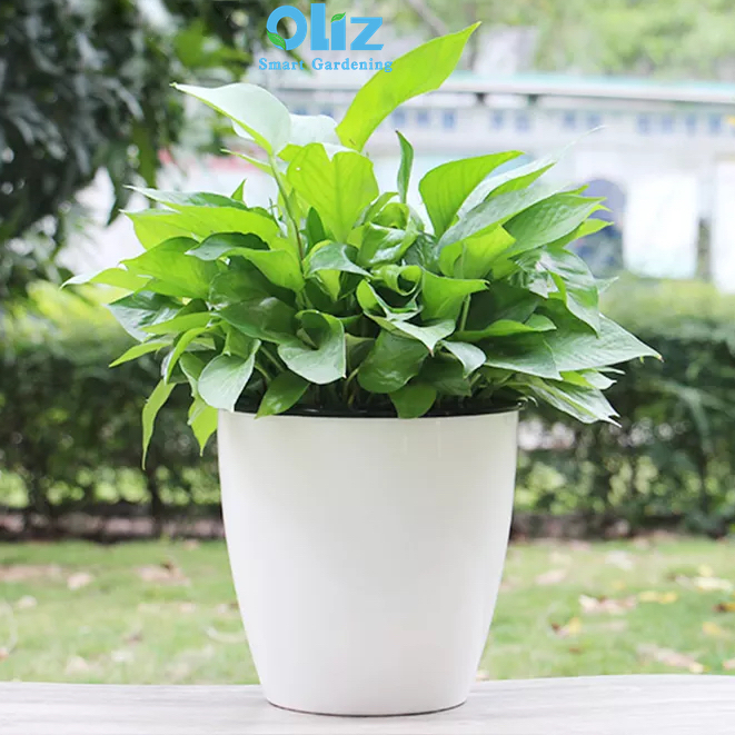 Chậu trồng cây Oliz H0. Chậu trồng cây thông minh tự tưới, có chức năng tự hút nước cho cây