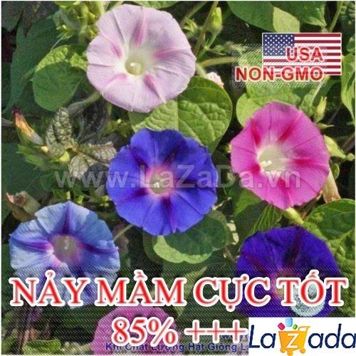 50h Hạt Giống Dây Leo Hoa Bìm Bìm Mix (C2.201| -KD: B35*V52*M021)