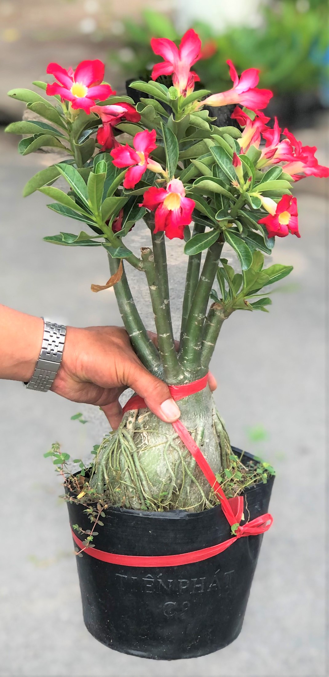Chậu sứ Ánh Dương hoa màu đỏ