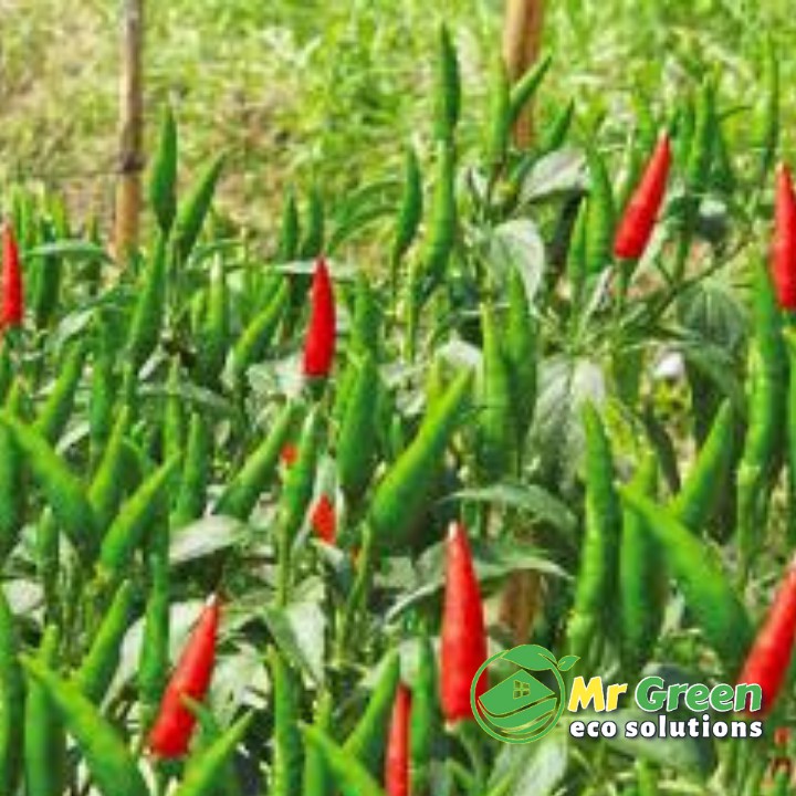 Hạt giống ớt chỉ thiên siêu cay f1 - 30 hạt ?? tỷ lệ nảy mầm 95% - hạt giống tiêu chuân ?? khoẻ đẹp