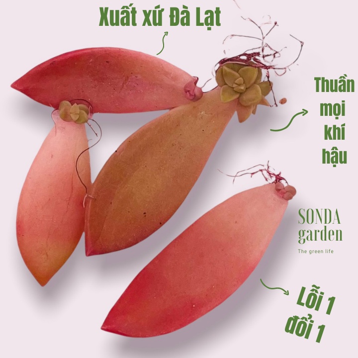 5 lá mầm sen đá đá đỏ sonda garden, xuất xứ đà lạt, khoẻ đẹp, lỗi 1 đổi 1