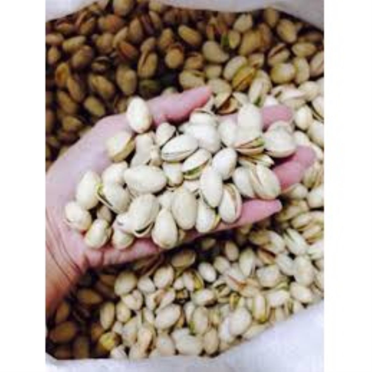 [sẵn sàng] Hạt dẻ cười không tẩy trắng chuẩn Mỹ (đã sấy chín) 500g