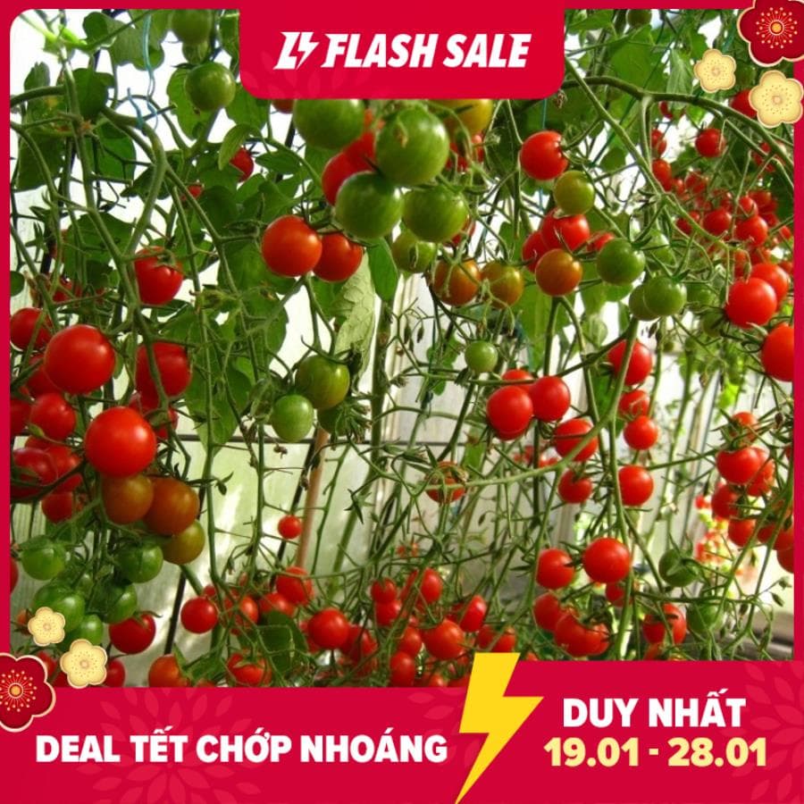 MJ127 GÓI 20 Hạt giống cà chua chùm leo giàn