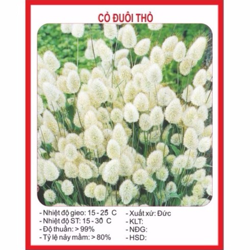 Hạt giống cỏ đuôi thỏ 100 hạt